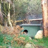 Watch: Adorable wildcat kittens frolic in the Highlands, unaware future of the species is riding on their backs