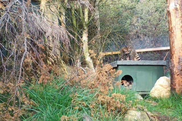 Watch: Adorable wildcat kittens frolic in the Highlands, unaware future of the species is riding on their backs