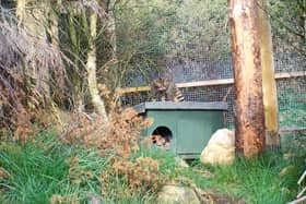 Watch: Adorable wildcat kittens frolic in the Highlands, unaware future of the species is riding on their backs