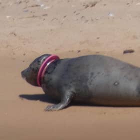 One of the visitors to Newburgh beach caught the entangled sea on camera (Photo: Cristan Johnson).