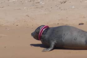 One of the visitors to Newburgh beach caught the entangled sea on camera (Photo: Cristan Johnson).