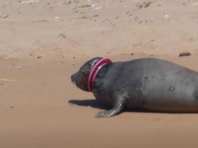 One of the visitors to Newburgh beach caught the entangled sea on camera (Photo: Cristan Johnson).