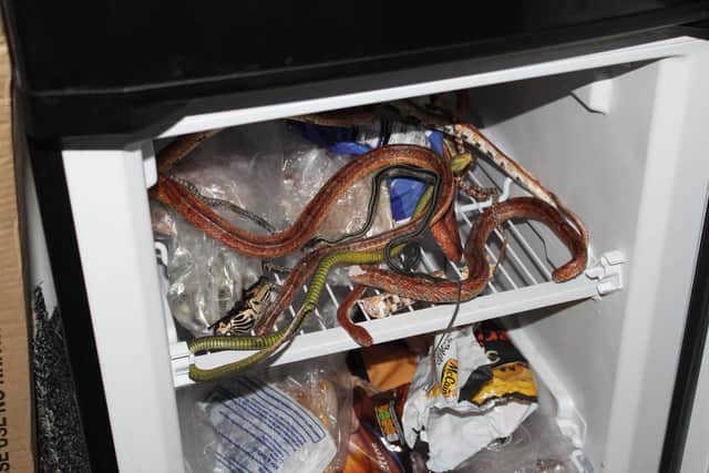 Snakes found in a Motherwell flat