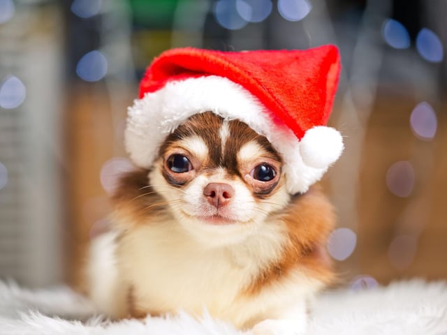 Decorations hanging on a tree are incredibly tempting toys for our canine friends, but tree decorations can be dangerous. Small decorations can be easily knocked off the tree and swallowed and broken decorations can get caught in paw pads, so make sure all decorations are well out of reach.