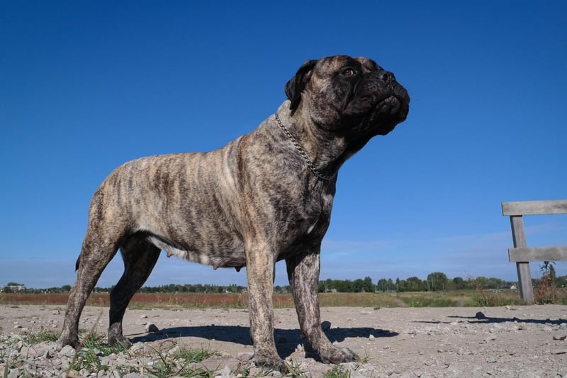 A breed originally bred to guard estates in the 19th century, the Bullmastiff completes the top 10 with 372 registrations in 2020.