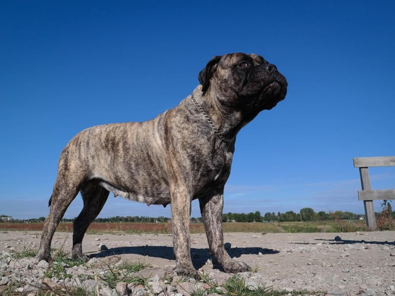 A breed originally bred to guard estates in the 19th century, the Bullmastiff completes the top 10 with 372 registrations in 2020.