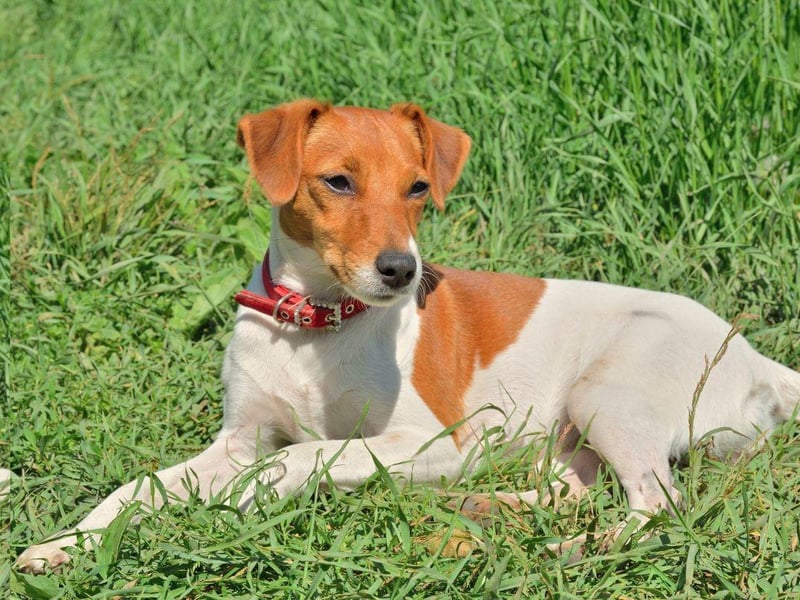 The original Fox Terrier of the 18th century, the Parson Russell Terrier is named after the Reverend Jack Russell, who the Jack Russell Terrier is also named after. Most Kennel Clubs don't distinguish them as two different breeds - but the UK Kennel Club does.
