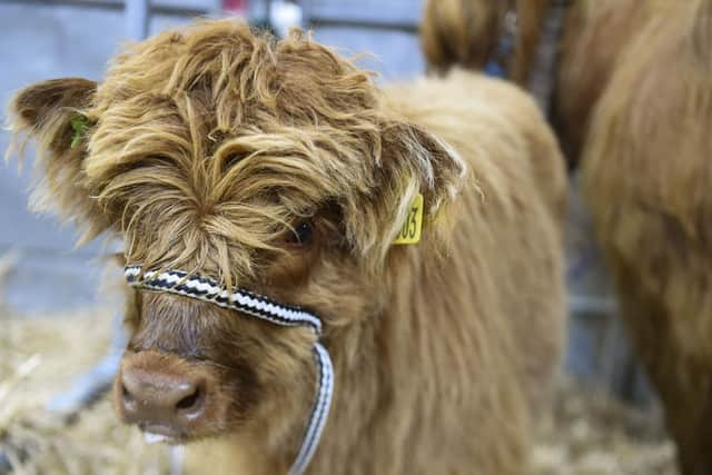 The event attracts about 200,000 people (pic: Lisa Ferguson/PA)