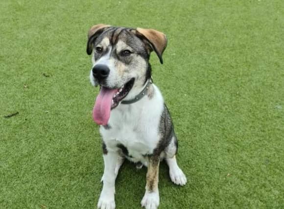 Can you offer a home to one of these recue dogs?