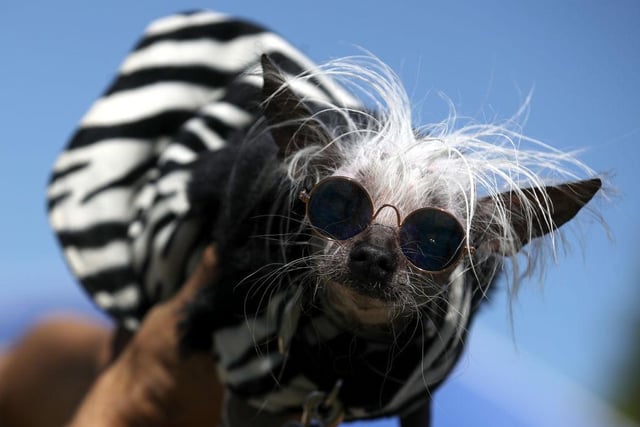 A dog named Rascal looks on before the start of the World's Ugliest Dog contest in 2019.