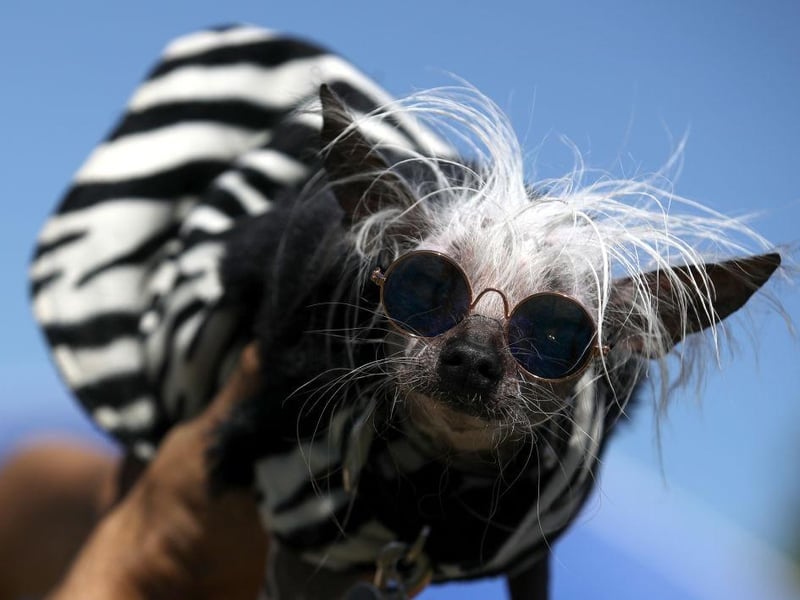 A dog named Rascal looks on before the start of the World's Ugliest Dog contest in 2019.
