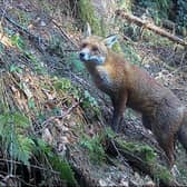 The Scottish Government will propose a full ban on all snares with no exceptions in the upcoming Wildlife Management and Muirburn Bill (pic: supplied)