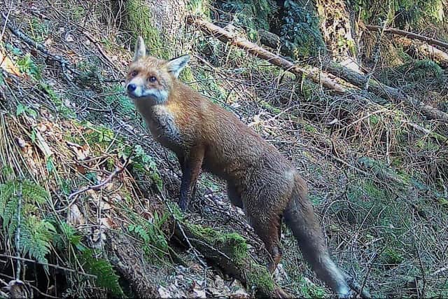 The Scottish Government will propose a full ban on all snares with no exceptions in the upcoming Wildlife Management and Muirburn Bill (pic: supplied)