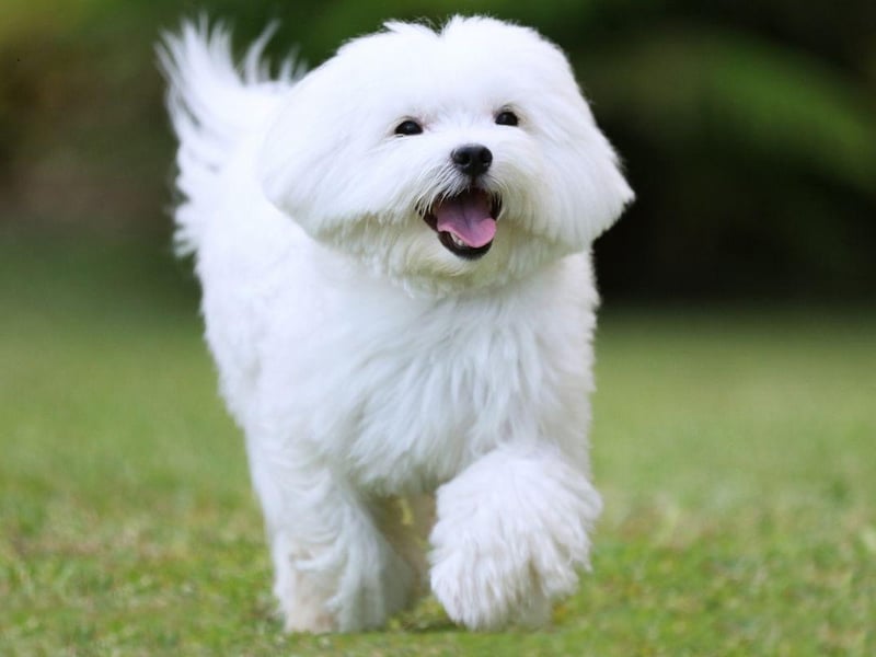 Mischievous and cheery, the Maltese is a dog that loves to be spoiled and can get into some tight spots due to a level of fearless belied by their small stature. No matter what scrapes they get into, they'll always respond in good humour - and will expect you to do the same.