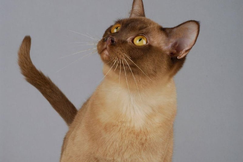 Offering up dog-esque loyalty, the Burmese cat breed is a very intelligent cat but will follow the of its owner.