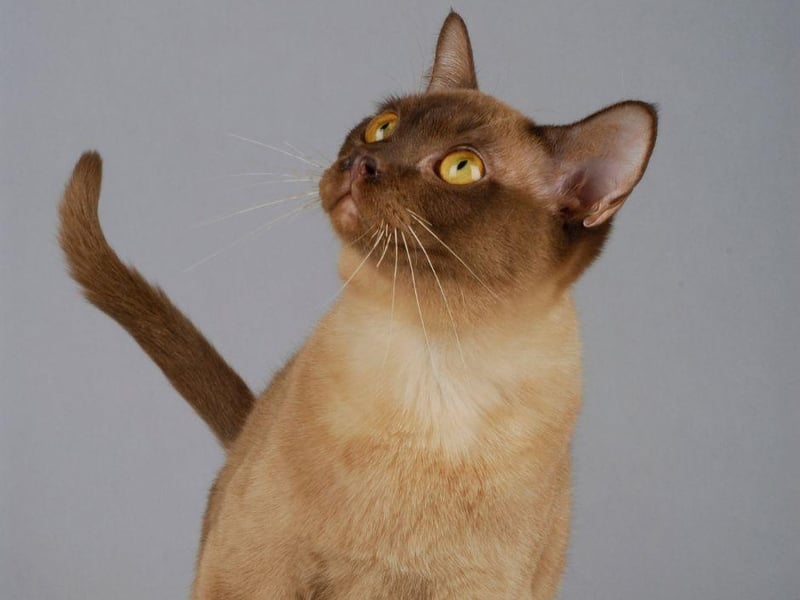 Offering up dog-esque loyalty, the Burmese cat breed is a very intelligent cat but will follow the of its owner.