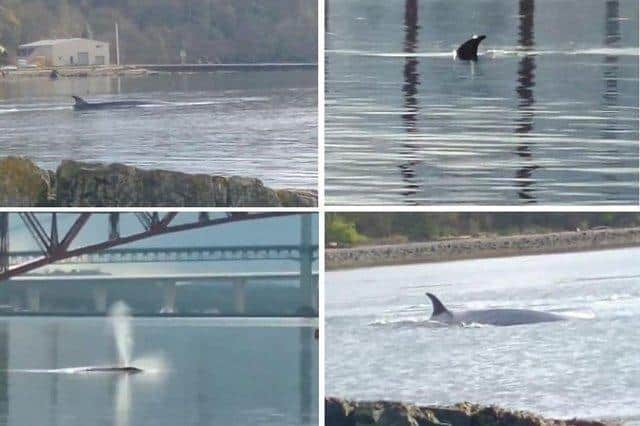 People flocked to the banks of the Firth of Forth to capture pictures of the Sei whale.