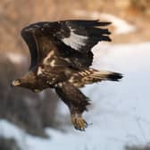 A golden eagle is a magnificent sight (Picture: Getty Images/iStockphoto)