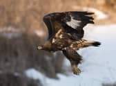 A golden eagle is a magnificent sight (Picture: Getty Images/iStockphoto)