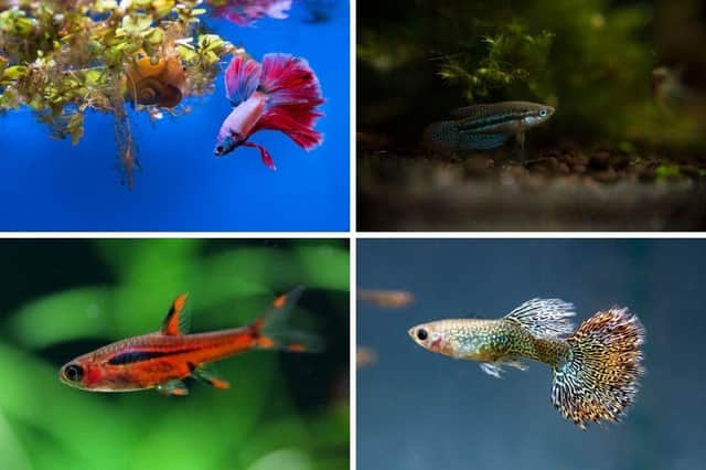 Some of the fish that are happy to live in a small aquarium.