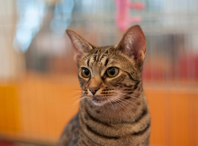 The adventurous Ocicat cat breed actively enjoys inventing and learning new cat tricks.