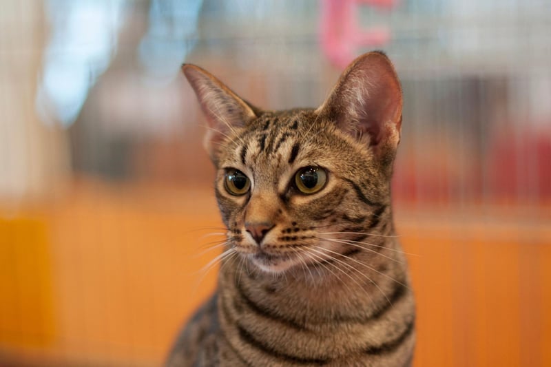 The adventurous Ocicat cat breed actively enjoys inventing and learning new cat tricks.