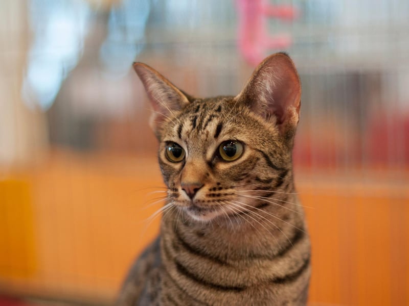 The adventurous Ocicat cat breed actively enjoys inventing and learning new cat tricks.