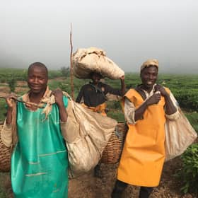 Smallholder tea farmers working close to the Mulindi tea factory, which will now be totally run and controlled by those who grow the crop after Scots oil tycoon Sir Ian Wood handed over his shares in the plant. PIC: A Campsie.