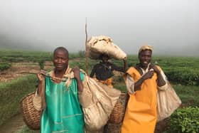 Smallholder tea farmers working close to the Mulindi tea factory, which will now be totally run and controlled by those who grow the crop after Scots oil tycoon Sir Ian Wood handed over his shares in the plant. PIC: A Campsie.