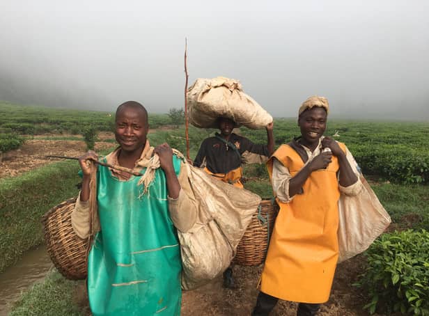 Smallholder tea farmers working close to the Mulindi tea factory, which will now be totally run and controlled by those who grow the crop after Scots oil tycoon Sir Ian Wood handed over his shares in the plant. PIC: A Campsie.