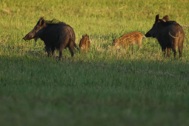 Wild pigs walk across a meadow. Picture: Sean Gallup/Getty Images