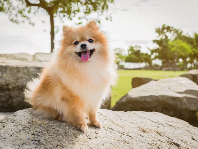 Tipping the scales at between 1.9-3.5 kg the Pomeranian takes third spot in our list of the world's smallest dog breeds. Poms are perfect dogs for carrying about everywhere with you.