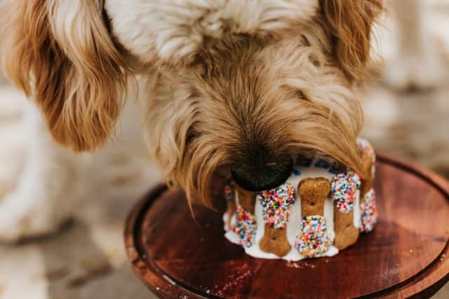 Your dog doesn't need to miss out on afternoon tea.