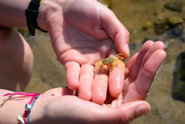 Hermit crabs and sea hares were among the first finds within St Andrews’ rock pools as part of the community-driven initiative, part funded by the ScottishPower Foundation.
