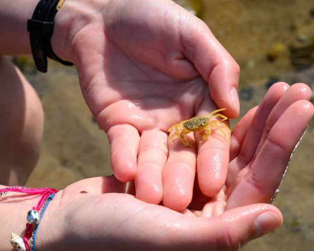Hermit crabs and sea hares were among the first finds within St Andrews’ rock pools as part of the community-driven initiative, part funded by the ScottishPower Foundation.