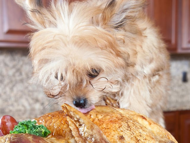 If you’re planning on eating sage and onion stuffing, hide it from your dogs (and cats). Onions, garlic, chives, shallots and leeks all belong to the allium plant. When ingested, it can damage your dog’s red blood cells which transports oxygen from the lungs to the body's tissues. They may experience an increased heart and respiratory rate, weakness and diarrhoea, with some symptoms not visible until a few days after.
