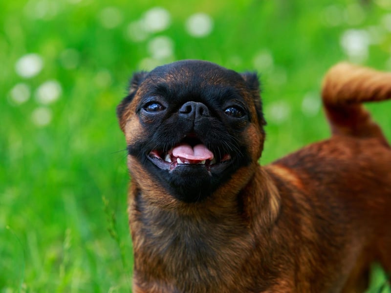 One of the merriest toy doog breeds, the Brussels Griffon is a naturally happy breed that loves to play. They are also likely to make you smile with their cheeky behaviour.