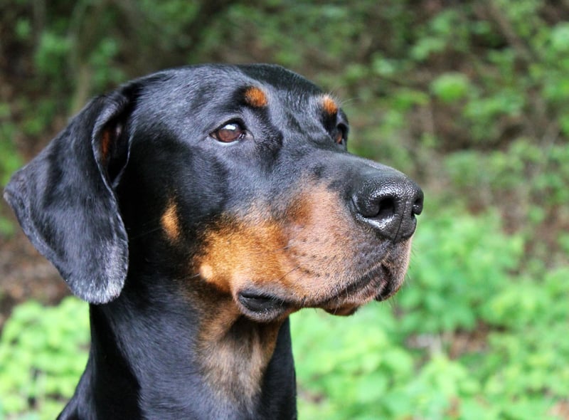 Continuing the run of big dogs, not only will the Doberman Pinscher take up more than its fair share of space, it will also be unlikely to stay still all night due to its high energy levels.