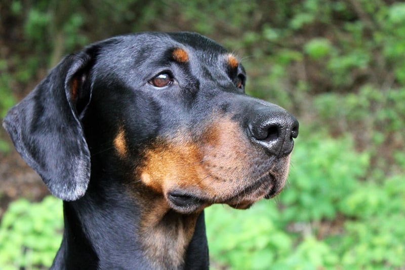 Continuing the run of big dogs, not only will the Doberman Pinscher take up more than its fair share of space, it will also be unlikely to stay still all night due to its high energy levels.