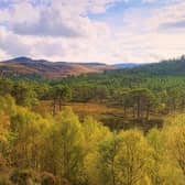 Heather, birches and aspens at Glen Affric with the Caledonian Forest in the distance.  PIC: Flickr/CC/Tim Hayes