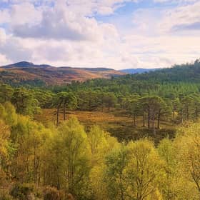 Heather, birches and aspens at Glen Affric with the Caledonian Forest in the distance.  PIC: Flickr/CC/Tim Hayes