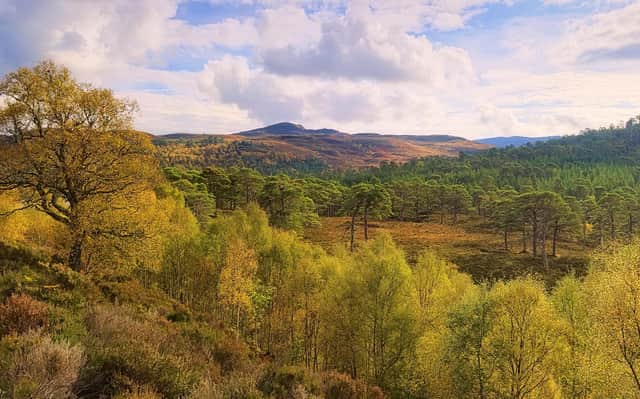 Heather, birches and aspens at Glen Affric with the Caledonian Forest in the distance.  PIC: Flickr/CC/Tim Hayes