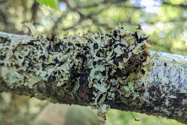Lichens have seen a 57 per cent drop in abundance since 1970. Picture: Plantlife