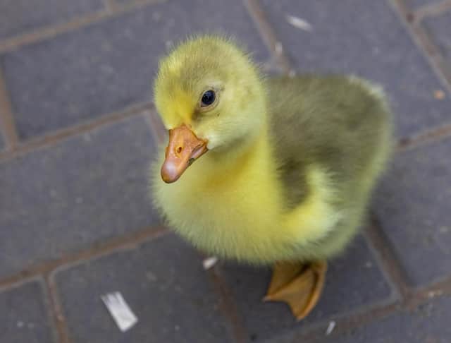 Three-day-old Shetland Goose, a rare breed, looks angry at Almond Valley Heritage Centre, West Lothian (Photo: Katielee Arrowsmith, SWNS).