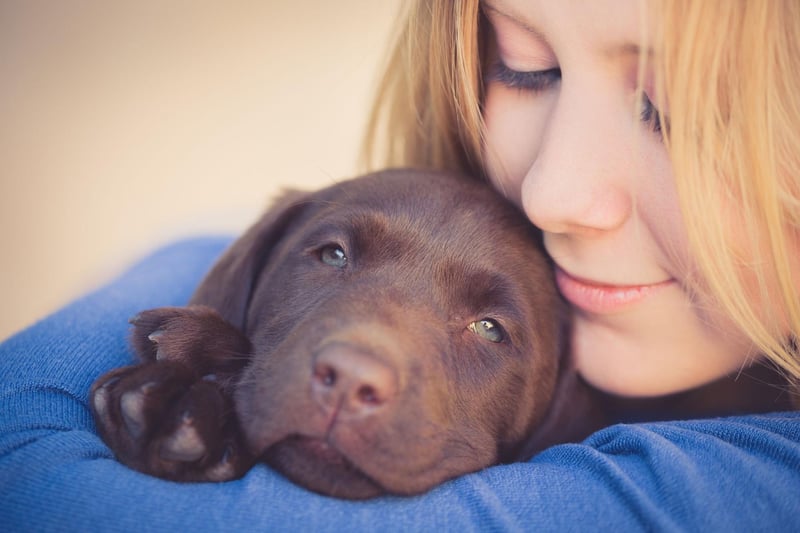 The Labrador Retriever is arguably the most empathic breed of dog, with an innate skill to know how their owners are feeling. They are gentle, friendly and eager to please. Anybody who has ever owned a Lab will know that they can make any situation seem slightly better. Their Golden Retriever cousins also make wonderful therapy dogs.