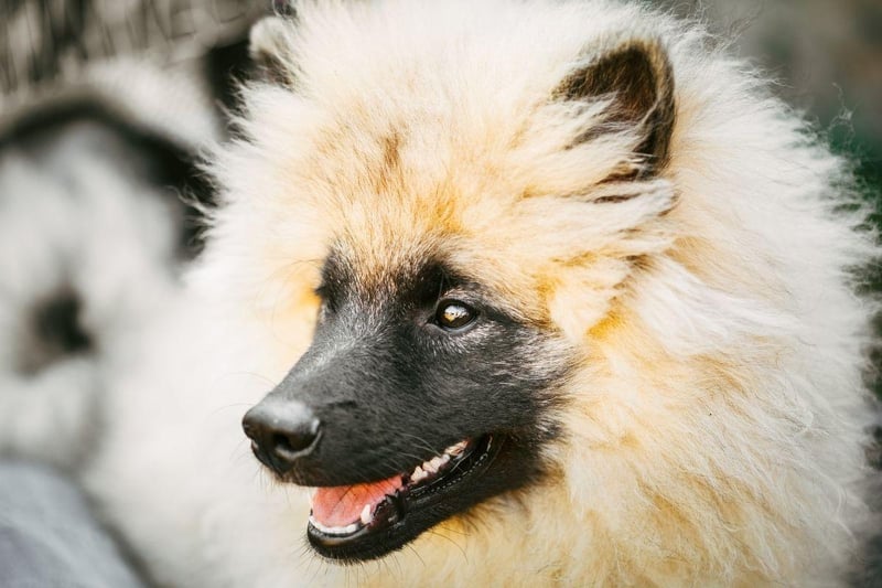 The fluffy Keeshound is both medium-sized and medium energy, with moderate daily exercise enough to keep them in shape. They made great family pets too - getting on well with all ages.