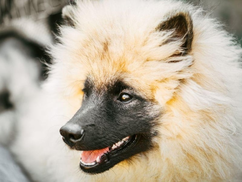 The fluffy Keeshound is both medium-sized and medium energy, with moderate daily exercise enough to keep them in shape. They made great family pets too - getting on well with all ages.