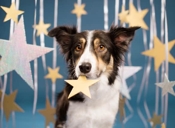 Does your dog's personality match its birth chart and sign of the zodiac?