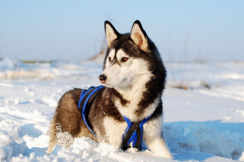 If your job is to pull sleds loaded with supplies over miles of frozen arctic wilderness you'll need to be strong. Luckily for the Siberian Husky they have abundant power and stamina. In 1925 Siberian Huskies saved numerous lives by racing a life-saving diphtheria serum to Alaska where there was an outbreak.