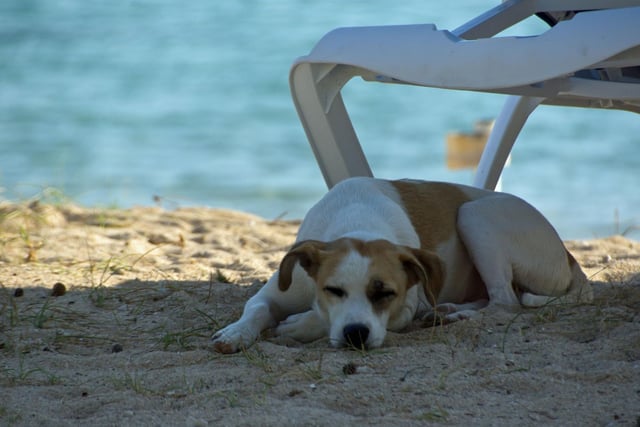 Heat stroke can easily be induced by direct sunlight, so if you are in outside areas, make sure your dog can sit in the shade. Most dogs will naturally orientate to shadier spots, but it’s good to keep an eye on your dog to make sure they have not gone astray into the sun. Signs of heat stroke to look out for are excessive panting, drooling, reddened gums, dullness or loss of consciousness.